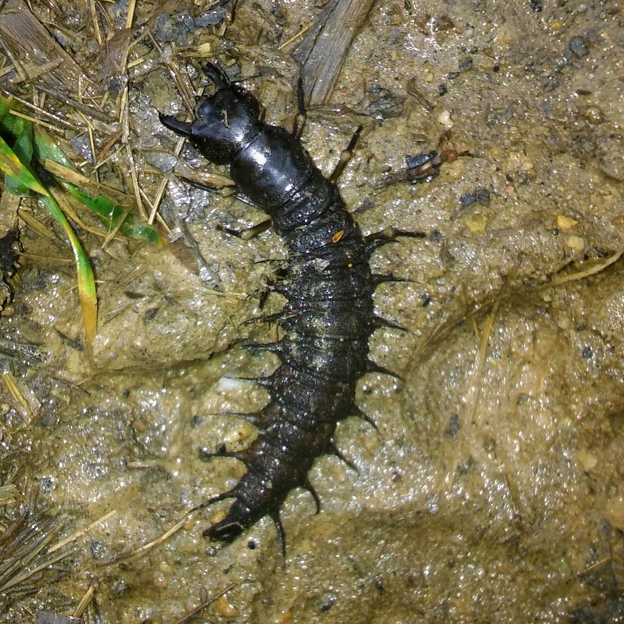 Oh Me, Oh My - The Wonders of the Dobsonfly! - Savage Mill