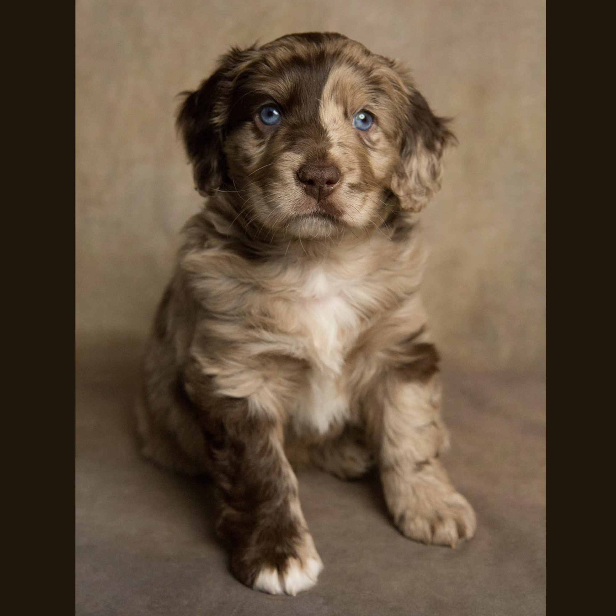 Dogs Days of Summer Portraits