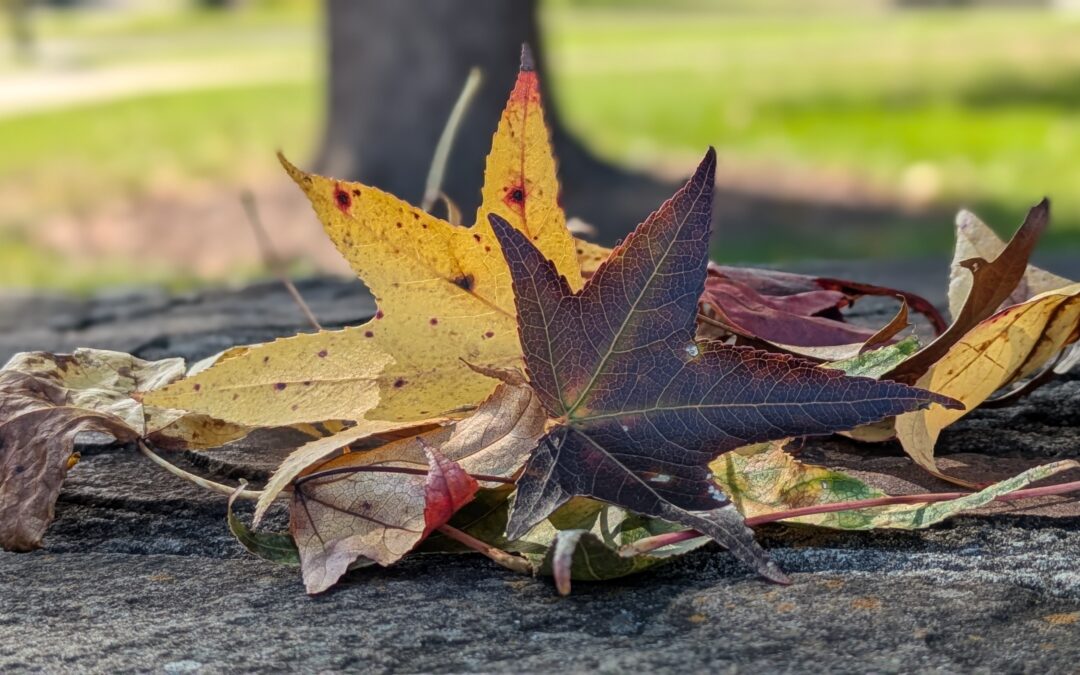 Get Into a Cozy Frame of Mind: Celebrating the “Ber” Months