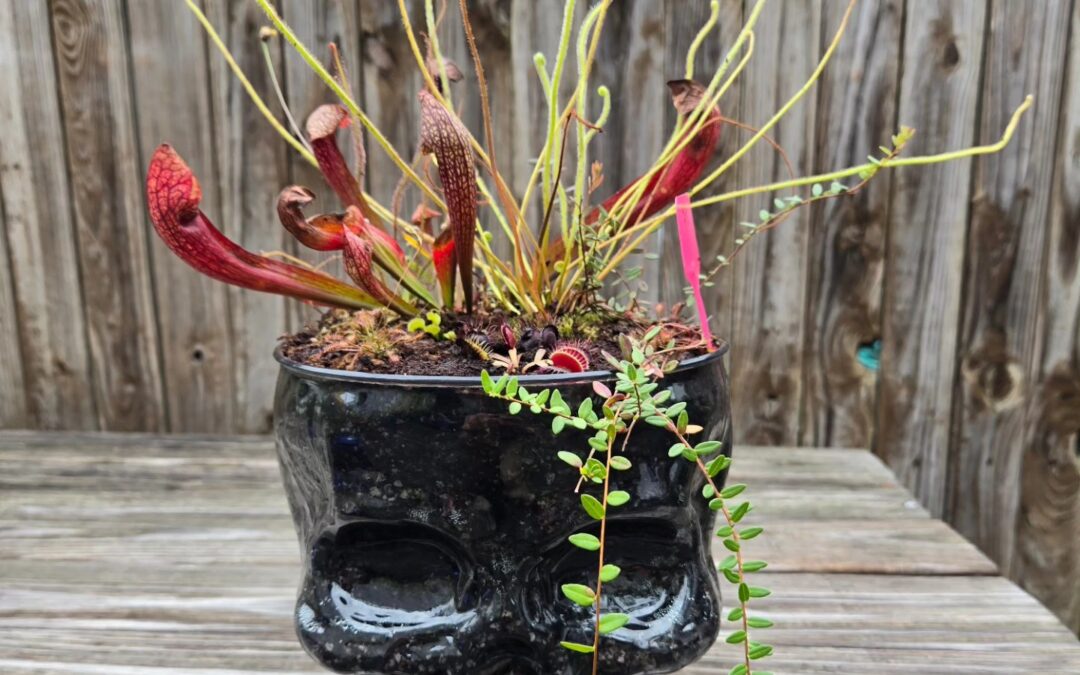 Cats and Curiosities