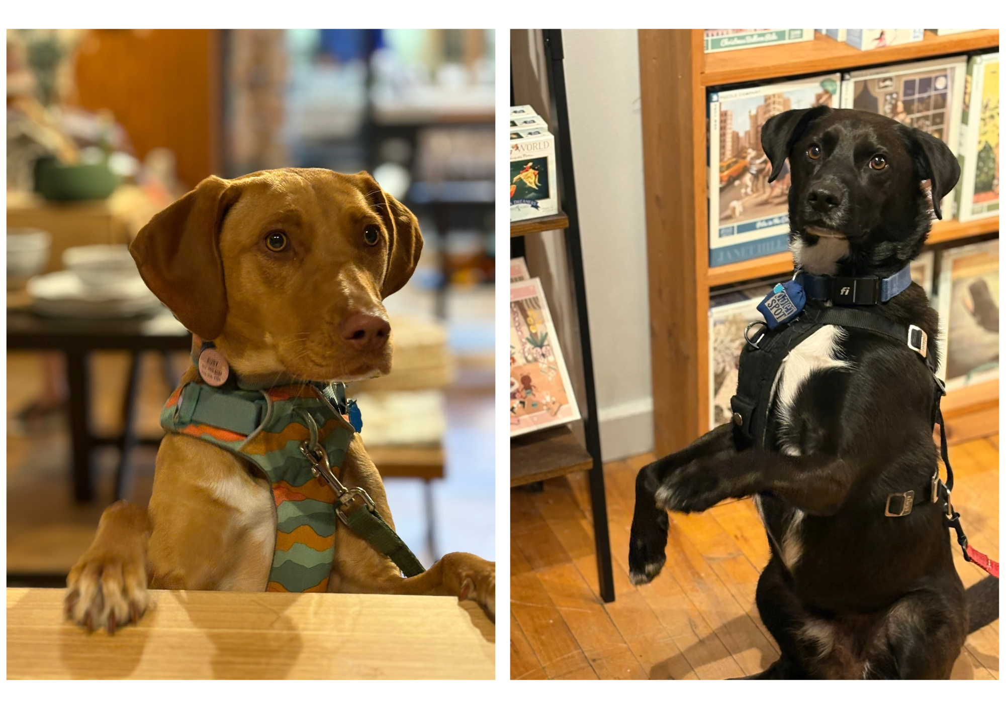 Pups at jules + kate